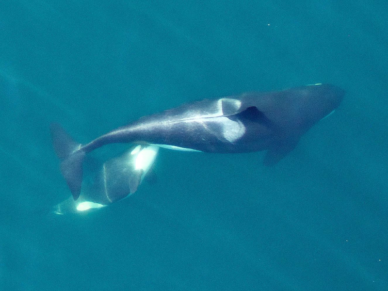 Illustration for article titled Drone Captures First-Ever Aerial Photos Of Nursing Orca Calf
